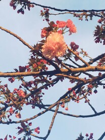 樱花树