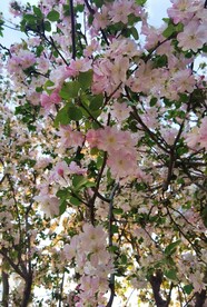  海棠花