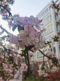  海棠花