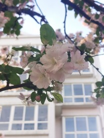  海棠花