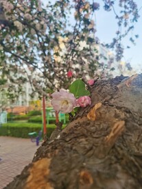  海棠花