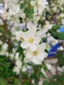  海棠花