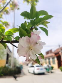  海棠花