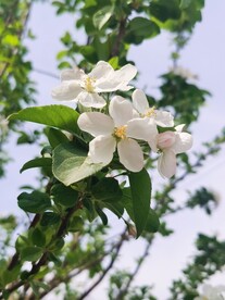  海棠花