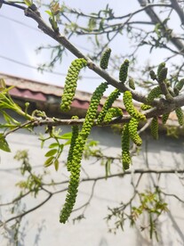 核桃花