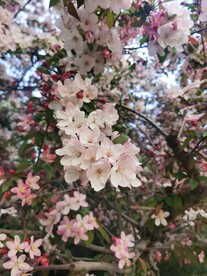  海棠花
