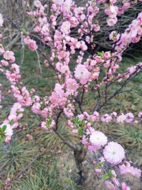重瓣榆叶梅