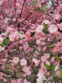 重瓣榆叶梅