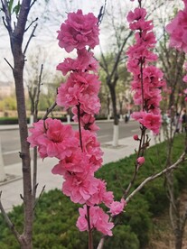 红叶碧桃