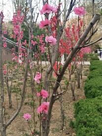 红叶碧桃