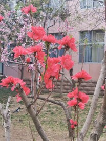 红叶碧桃