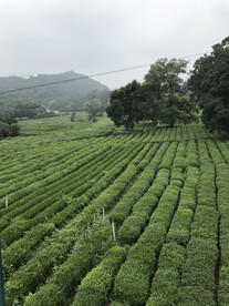 生活照杭州市灵隐寺茶园