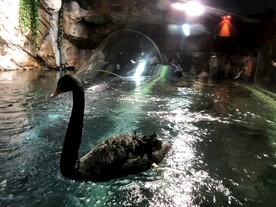 自然博物馆黑天鹅