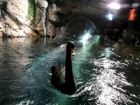 自然博物馆黑天鹅