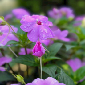 凤仙花