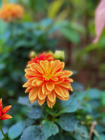 大丽花