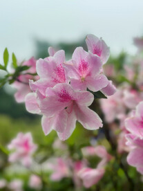 杜鹃花
