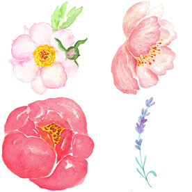 手绘花卉 