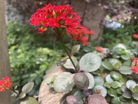 满天星