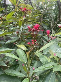 花卉