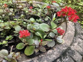 满天星花卉