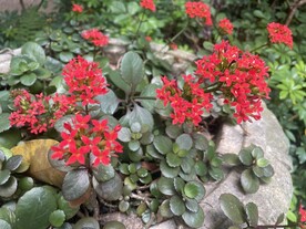观赏花满天星