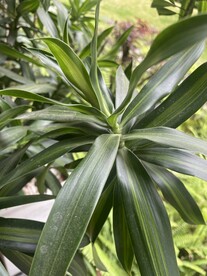 百合竹