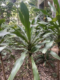 兰类植物