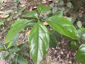 小树苗