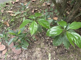 两棵小树苗