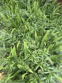 蕨类植物