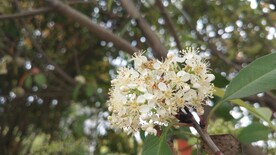 石楠花