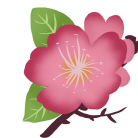 桃花