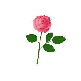 玫瑰花 