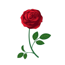 玫瑰花 