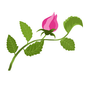 玫瑰花 