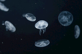水母