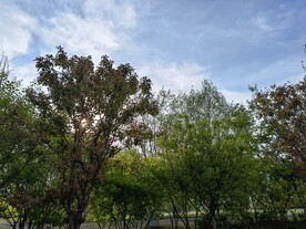 蓝天白云绿叶