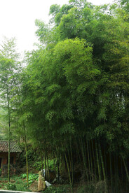 竹林