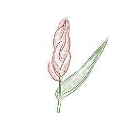高粱