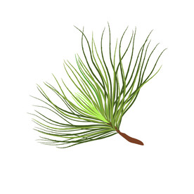 植物叶子 