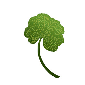 植物叶子