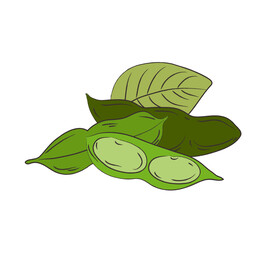 毛豆 