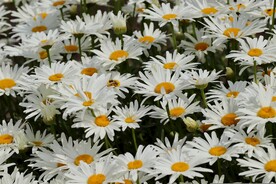 白色小雏菊花海