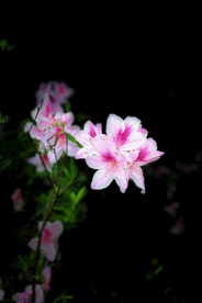 杜鹃花