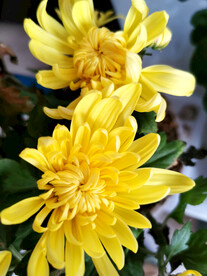 菊花