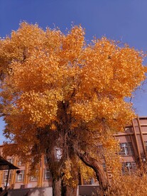 胡杨林