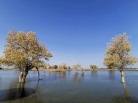 胡杨林