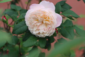 玫瑰花