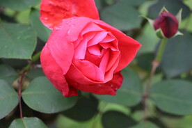 玫瑰花